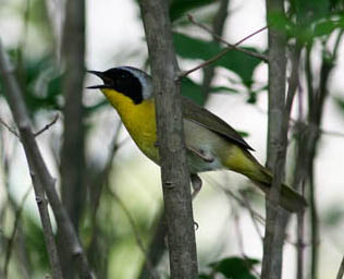 Common Yellowthroat. 