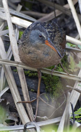 Virginia Rail. Photo by Bob Gunderson