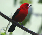 Brazilian Tanager 