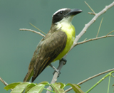 Boat-billed Flycatcher