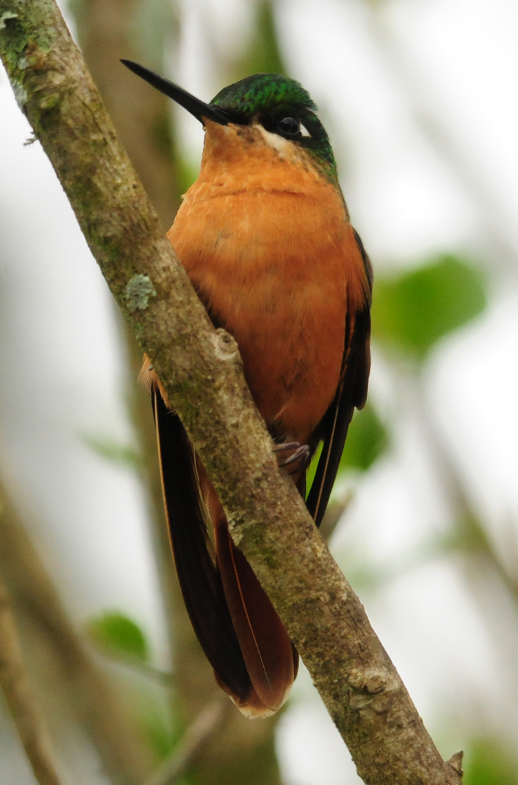 Brazilian Ruby (female)