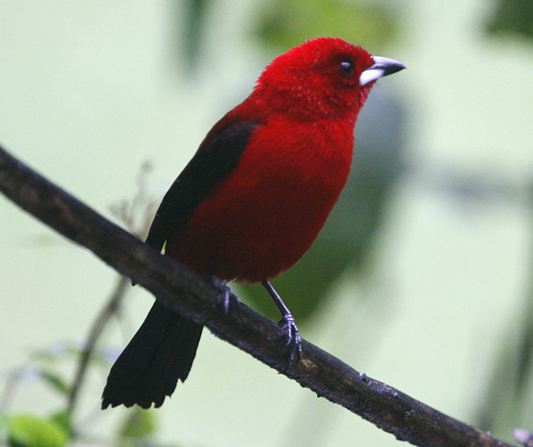 Brazilian Tanager