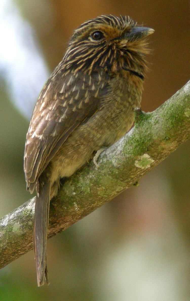 Crescent-chested Puffbird 