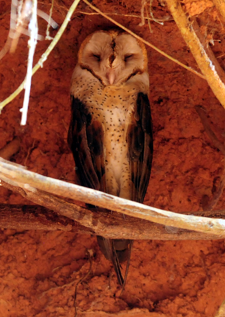 Barn Owl