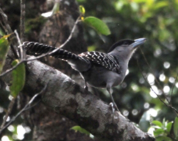 Giant Antshrike