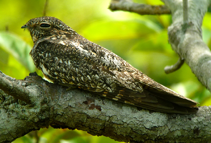 Lesser Nighthawk. Photo by Gina Nichol. 