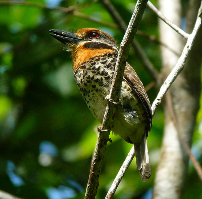 Spotted Puffbird. Photo by Gina Nichol.