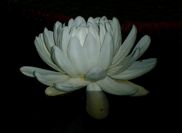 Giant Amazon Water Lily. Photo by Gina Nichol. 