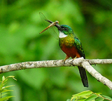 Green-tailed Jacamar. Photo by Gina Nichol.