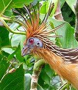 Hoatzin. Photo by Gina Nichol.