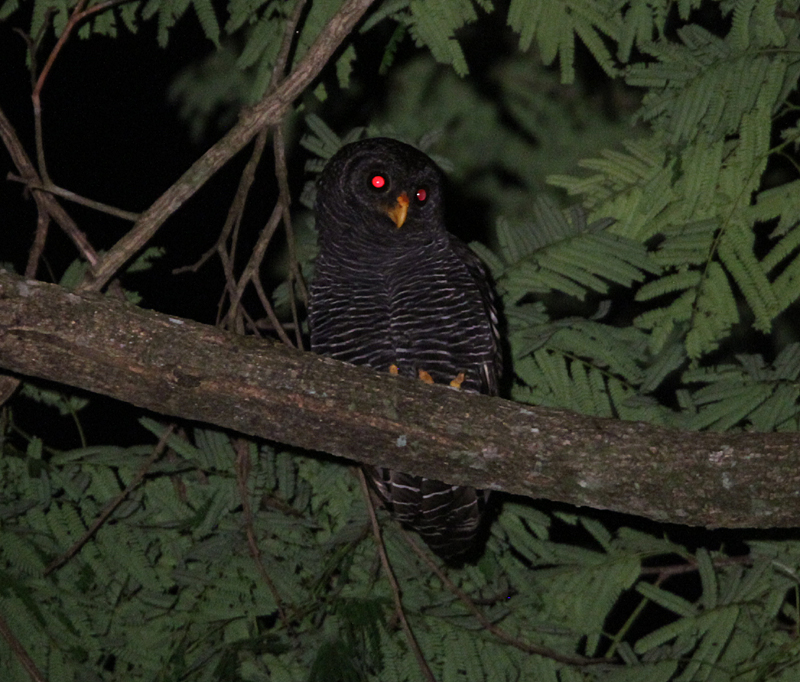 BLACK-BANDED OWL