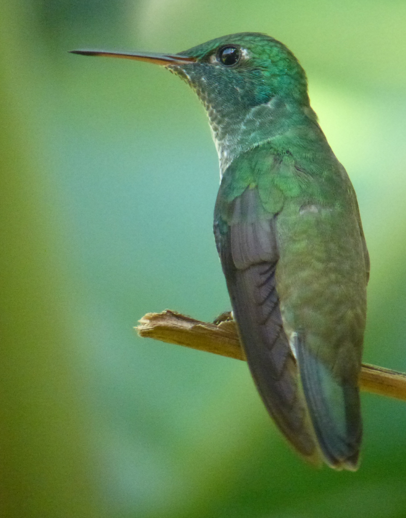 VERSICOLORED EMERALD 