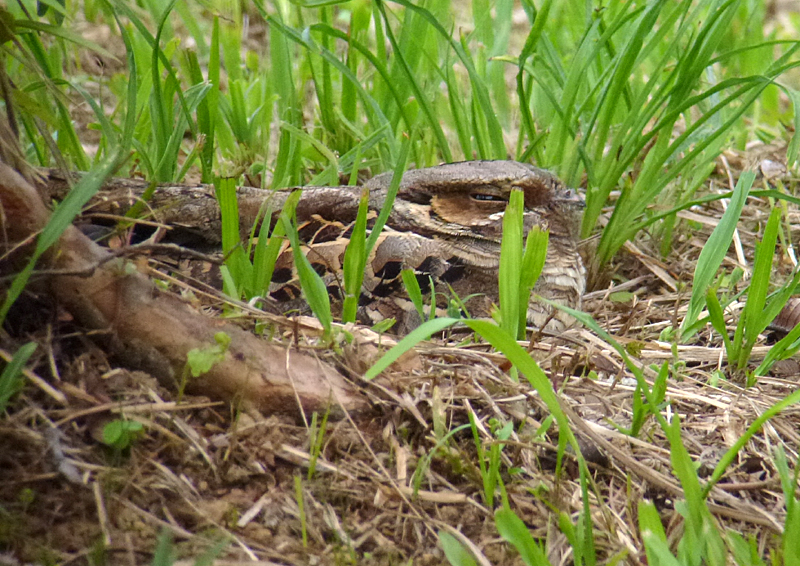 PAURAQUE on a nest 