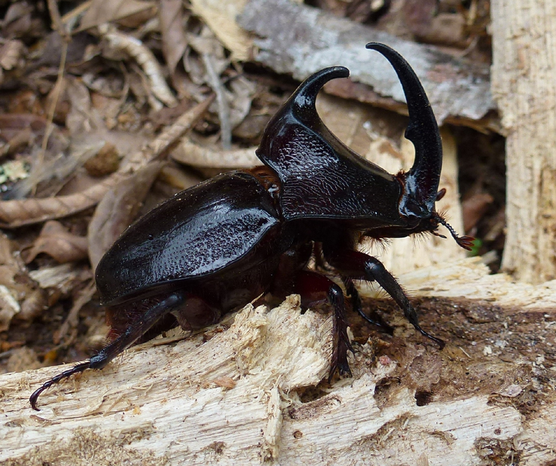 RHINOCEROS BEETLE 