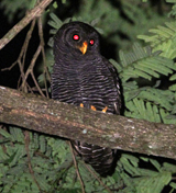 Black-banded Owl