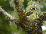 Swallow-tailed Cotinga