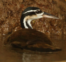 Sungrebe. Photo by Steve Bird.