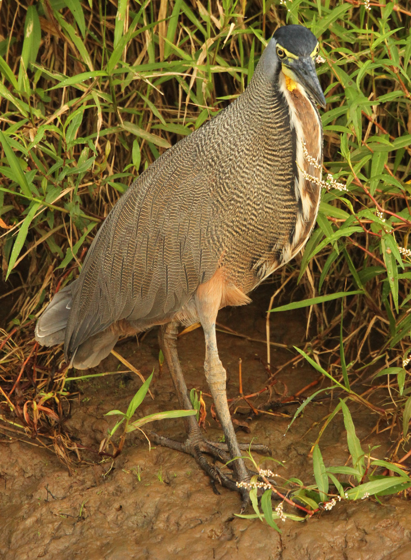 Bare-throated Tiger Heron.  Photo by Steve Bird.