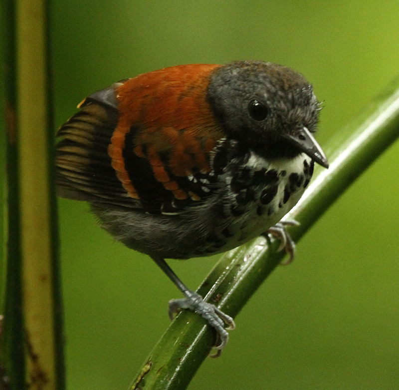 Spotted Antbird. Photo by Steve Bird