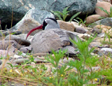 Ibisbill