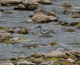 Ibisbill