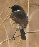 Siberian Stonechat