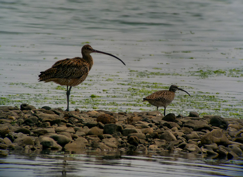 Far Eastern Curlew & Common Whimbrel  Gina Nichol