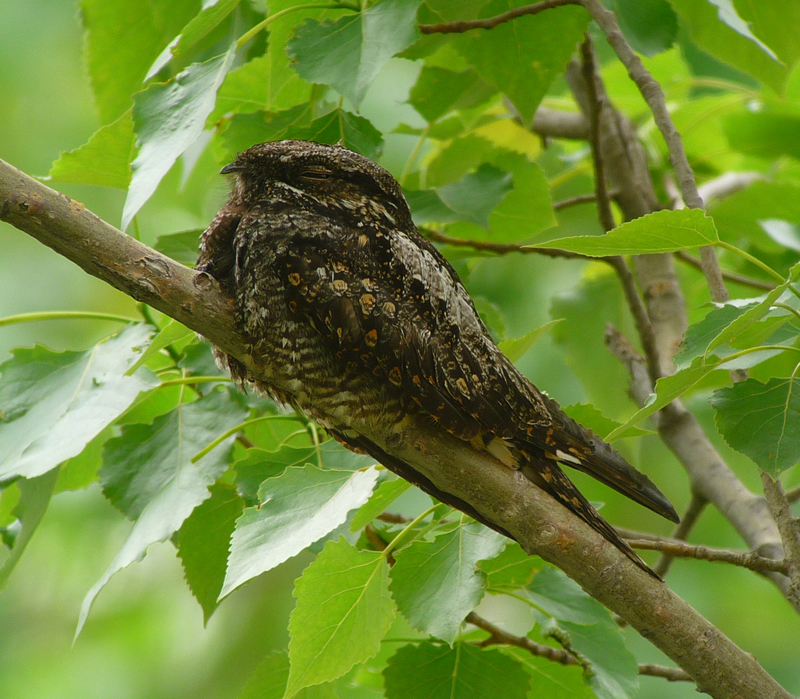 Gray Nightjar.  Photo  Gina Nichol 