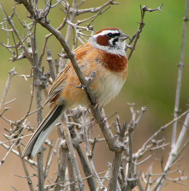 Siberian Meadow Bunting. Photo  Gina Nichol 