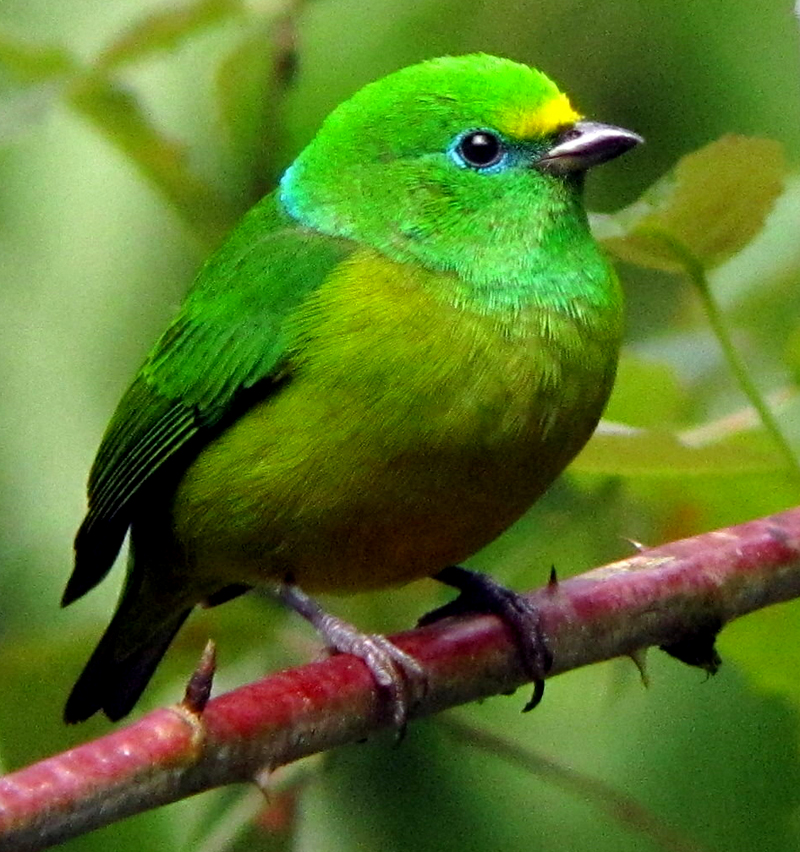 Blue-naped Chlorophonia