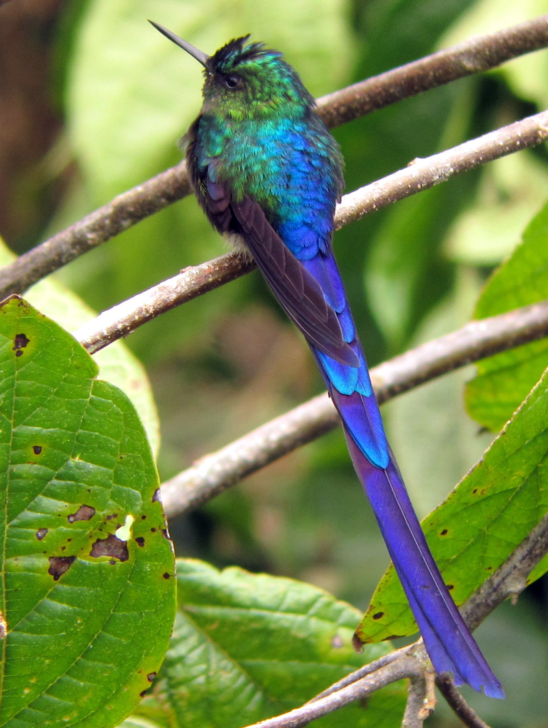 Violet-tailed Sylph