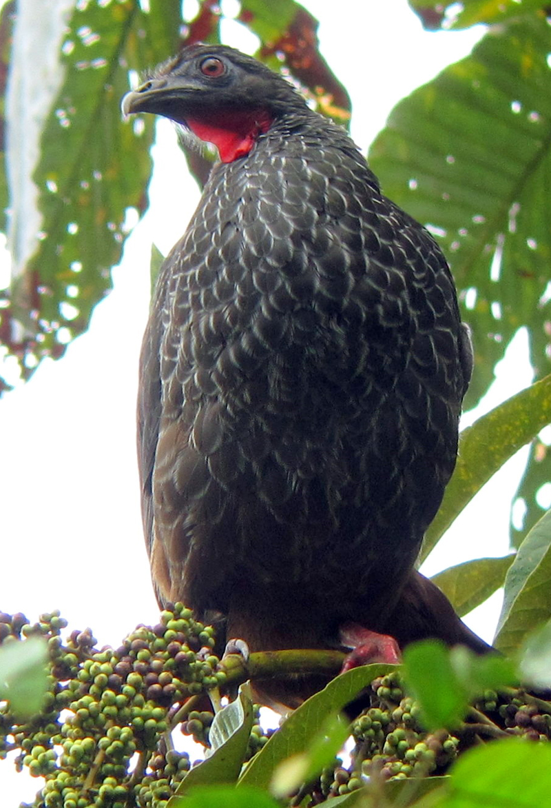 Cauca Guan 