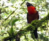 Red-ruffed Fruitcrow