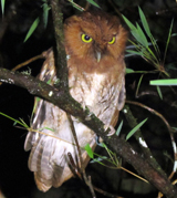 Santa Marta Screech Owl