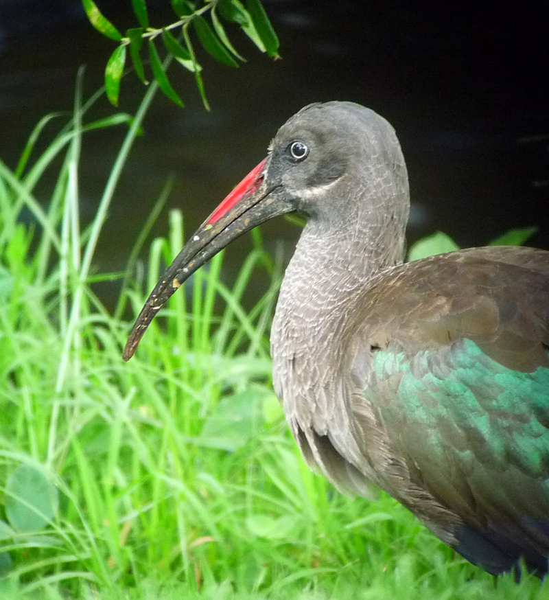 Hadada Ibis - A Kenya staple! by Gina Nichol