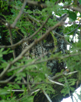 African Scops Owl photo by Gina Nichol