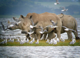 White Rhino photo by Gina Nichol