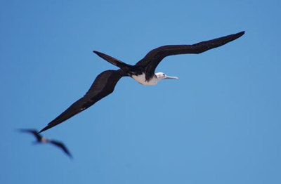 Magnificent Frigatebird. Photo by Susan Chiarenzelli.