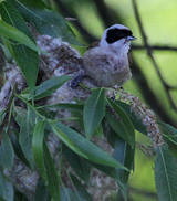 Penduline Tit