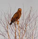 Lesser Spotted Eagle