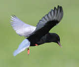 White-winged Tern