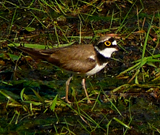 Little-ringed Plover