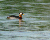 Red-necked Grebe