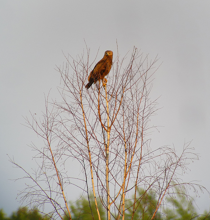 Lesser Spotted Eagle 