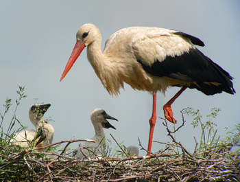 White Stork. Photo by Gina Nichol.