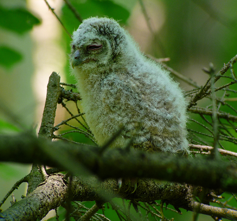 Tawny Owl chick