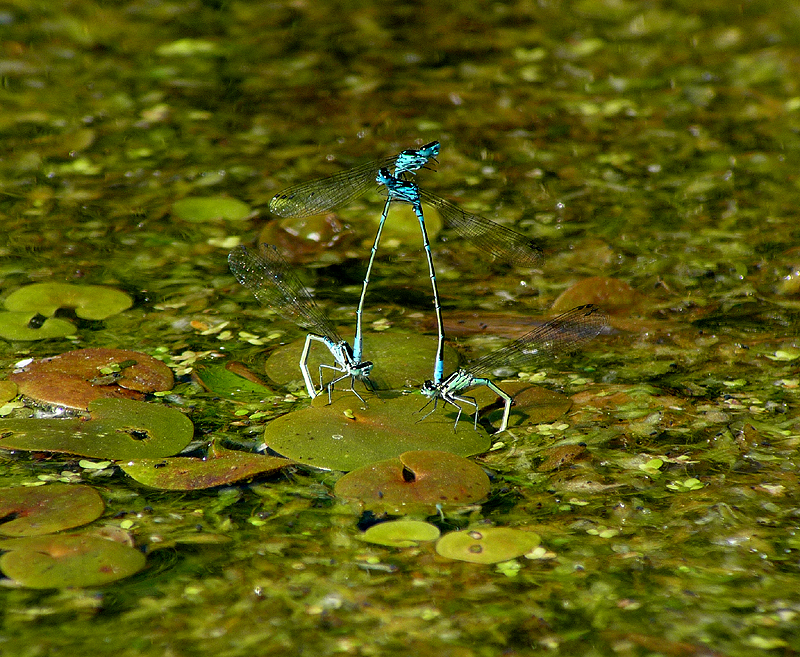 Damsel dance 