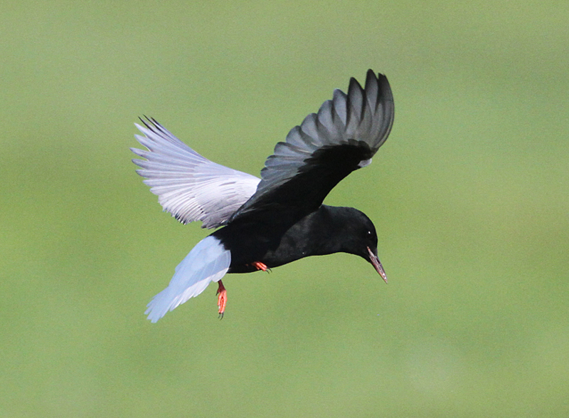 White-winged Tern