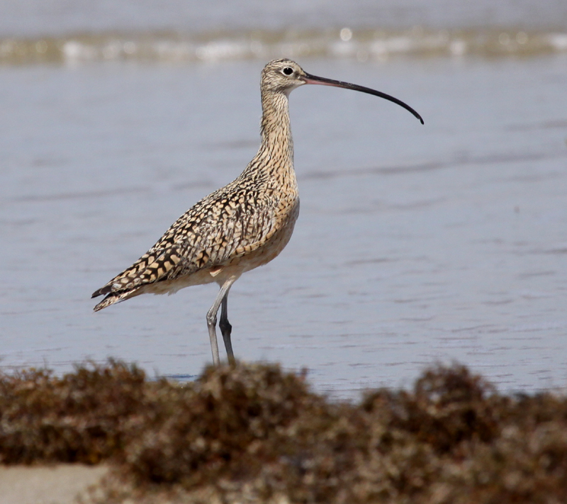 Long-billed Curlew 