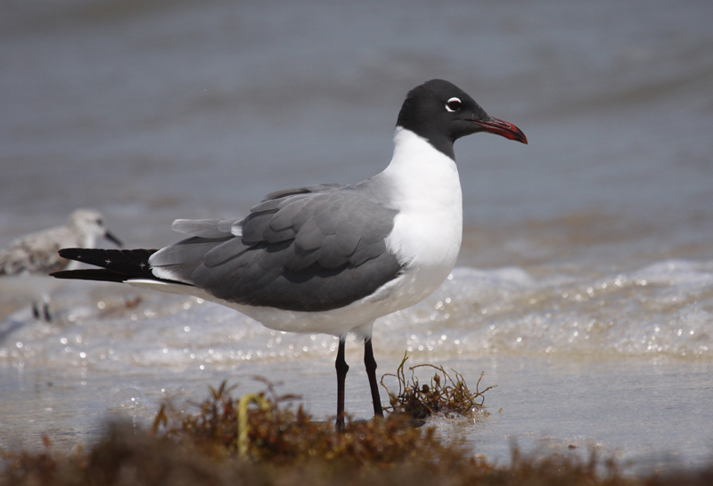 Laughing Gull